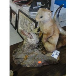 PROFESSIONAL TAXIDERMIED MARTIN MOUNT