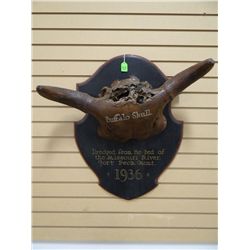 Mounted buffalo skull, from Missouri River