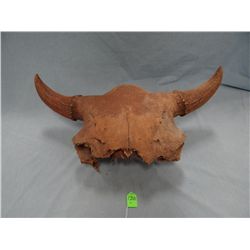 American Bison skull, Missouri River, Montana