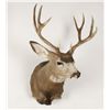 Image 1 : Buck Mount