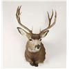 Image 2 : Buck Mount