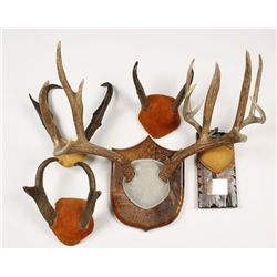 Lot of Antlers and Horns