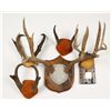 Image 1 : Lot of Antlers and Horns