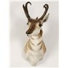 Image 1 : Pronghorn Mount