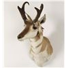 Image 2 : Pronghorn Mount