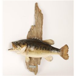 Smallmouth Bass Mount