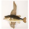 Image 1 : Smallmouth Bass Mount