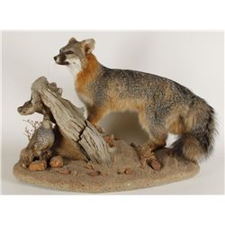 Grey Fox Mount