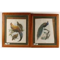 Lot of Three Repro Prints of Birds Matted & Framed