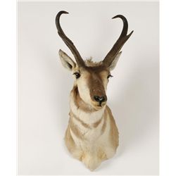 Pronghorn Mount