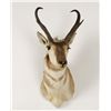 Image 1 : Pronghorn Mount