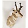 Image 2 : Pronghorn Mount