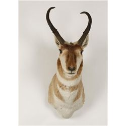 Pronghorn Mount