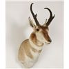 Image 2 : Pronghorn Mount