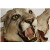 Image 2 : Mountain Lion Rug