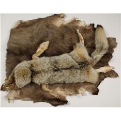 Coyote and Buck Deer Pelt