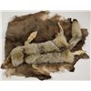 Image 1 : Coyote and Buck Deer Pelt