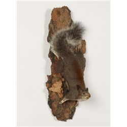 Squirrel Mount