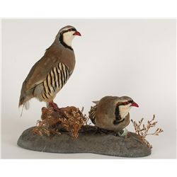 Chukars Mount