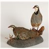 Image 2 : Chukars Mount