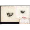 Image 1 : ABNC Artwork of Prairie Chicken LDP with Matching Original Artwork Watercolor Sketch.
