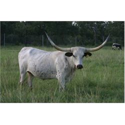 SUB LOT- RJF Irish Rainbow