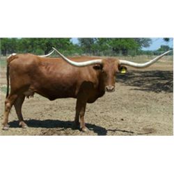 SUB LOT- CB Tari's Victory