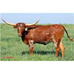 TCC Blues Wide Angle