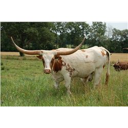 RRR Miss Rexie Bee 167