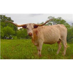 ZL Roundup's Lena 00