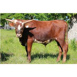 WF Jumpin Jack Flash