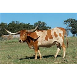 RRR Miss Annie Z 543