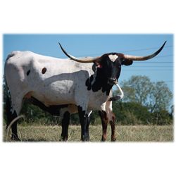 SHR Wow's Madylen Joy