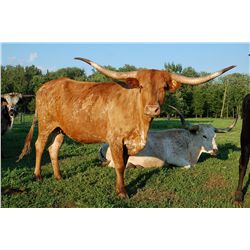 RRR Miss Sonya J 737