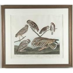 JOHN JAMES AUDUBON (Havell Publisher, 19th century) “BURROWING OWL---SHORT -CARED OWL” (5 owls)…