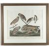 Image 1 : JOHN JAMES AUDUBON (Havell Publisher, 19th century) “BURROWING OWL---SHORT -CARED OWL” (5 owls)…