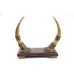 Oak & horn pen holder desk ornament
