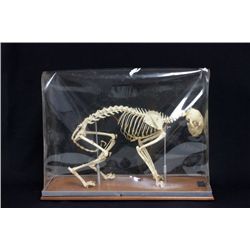 Skeleton sculpture