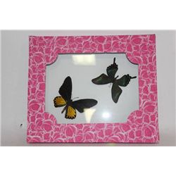 PAIR OF FRAMED BUTTERFLIES
