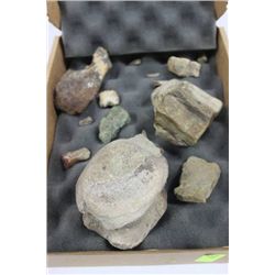 BOX W/ DINOSAUR FOSSIL COLLECTION