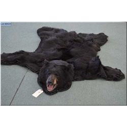 Black Bear Skin Rug w/head mount