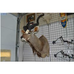 African Greater Kudo Taxidery Mount [ full shoulder mount in and upright, alert pose facing straight