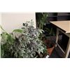 Image 2 : LOT OF 6 POTTED PLANTS