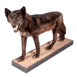 Rare Montana Black Wolf Full Body Mount This is a
