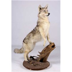 Montana Coyote Full Mount This is a Montana taken