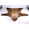 Image 15 : Kodiak Grizzly Bear Rug This is an Alaska taken Ko