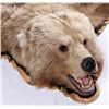 Image 6 : Kodiak Grizzly Bear Rug This is an Alaska taken Ko