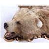Image 7 : Kodiak Grizzly Bear Rug This is an Alaska taken Ko