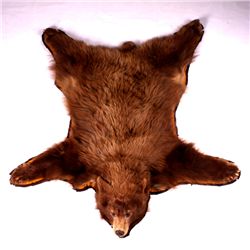 Montana Cinnamon Black Bear Rug Mount This is a Mo
