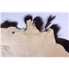 Image 11 : Montana Buffalo Hide